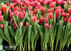 Tulipa Championship ® (1)